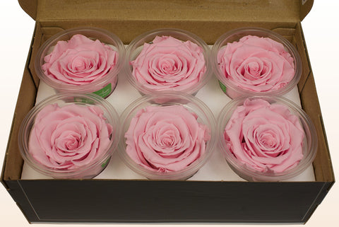 Størrelse L, 6 roser