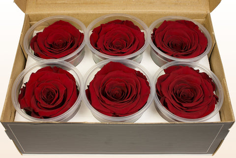 Størrelse XL, 6 roser