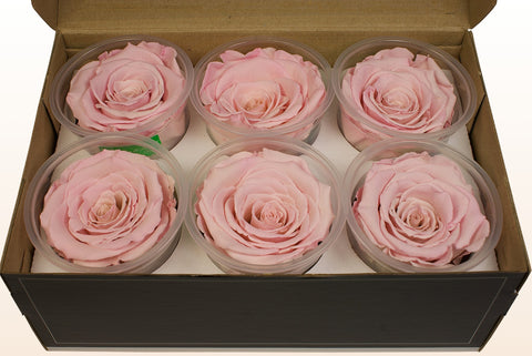 Størrelse XL, 6 roser