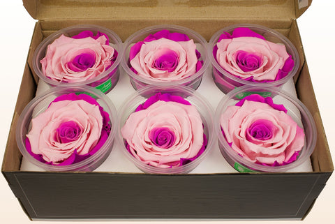 Størrelse XL, 6 roser