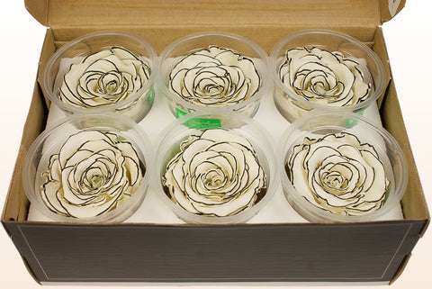 Størrelse XL, 6 roser