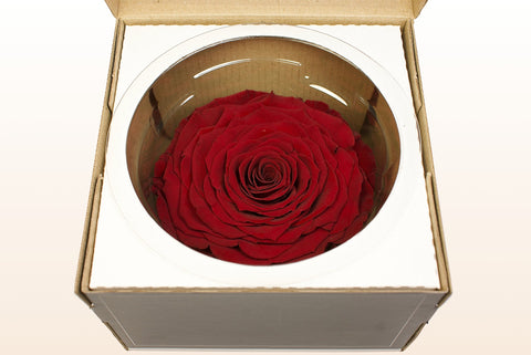 Størrelse XXL, 1 rose