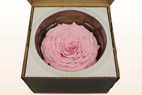 Størrelse XXL, 1 rose
