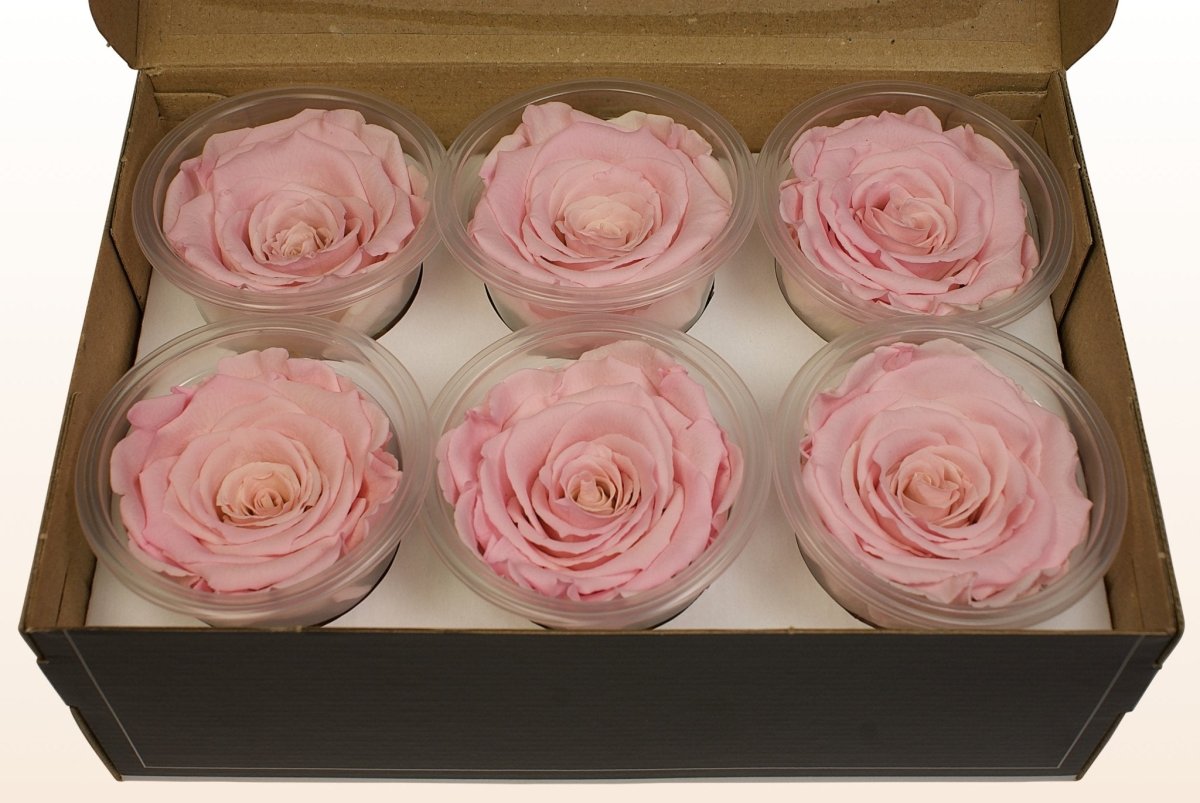 Lys Rosa Roser Konserverede roser - Lys rosa-hvid – Sweet Colours
