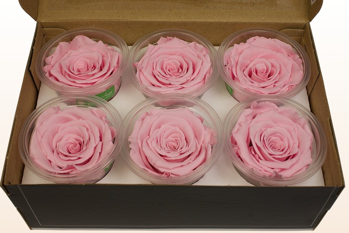 Lys Rosa Roser Konserverede roser - Lys rosa – Sweet Colours