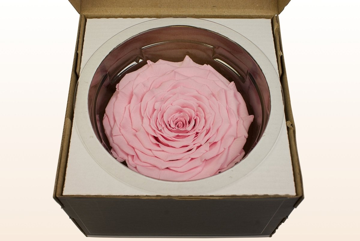 Lys Rosa Roser Konserverede roser - Lys rosa – Sweet Colours