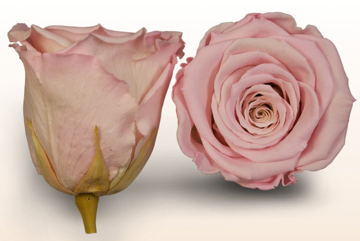 Konserverede roser - Lys rosa-hvid – Sweet Colours