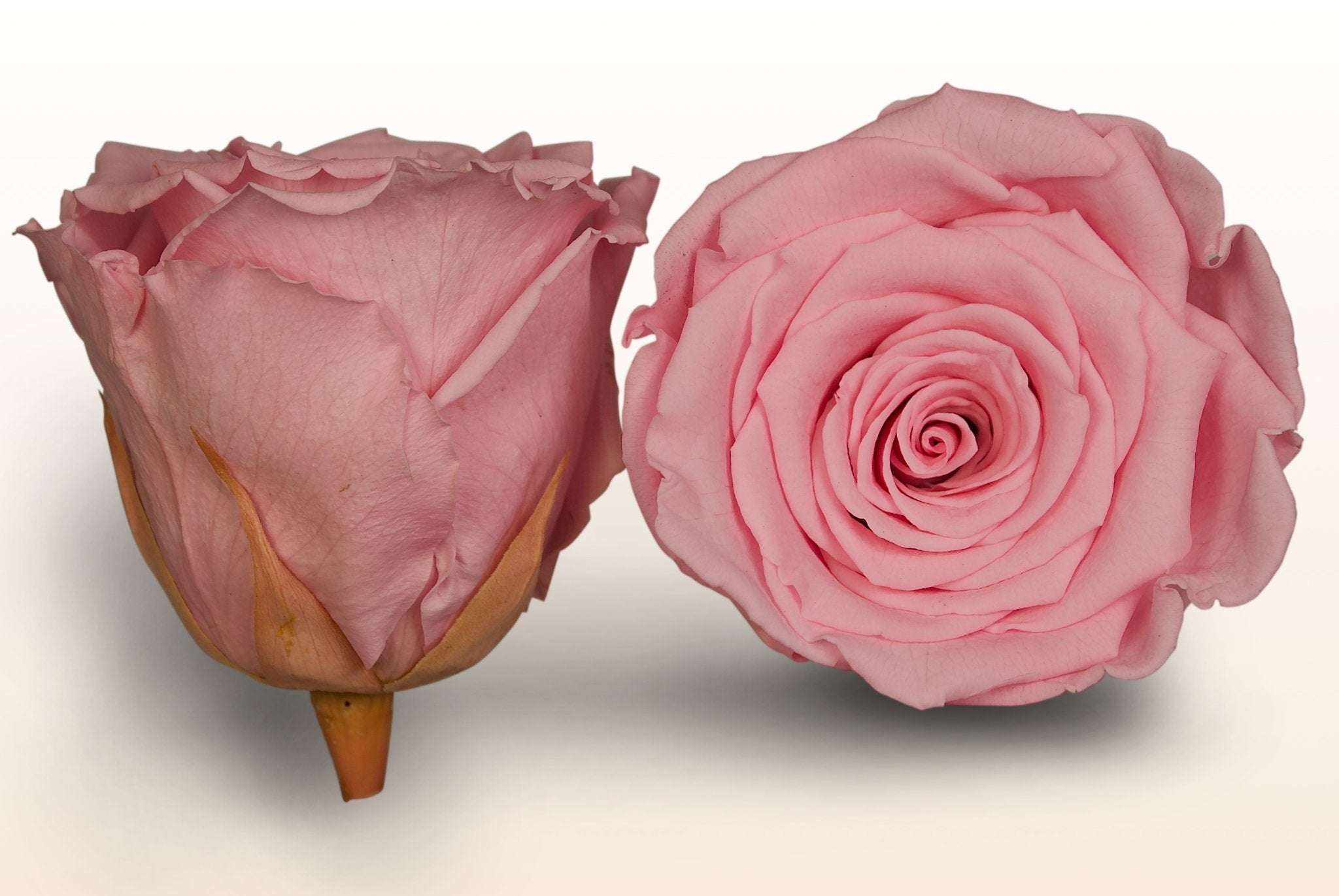 Konserverede roser - Lys rosa – Sweet Colours