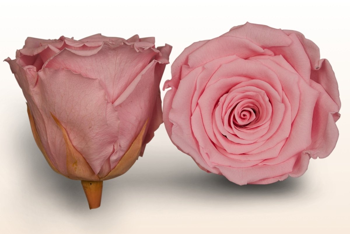 Lys Rosa Roser Konserverede roser - Lys rosa – Sweet Colours