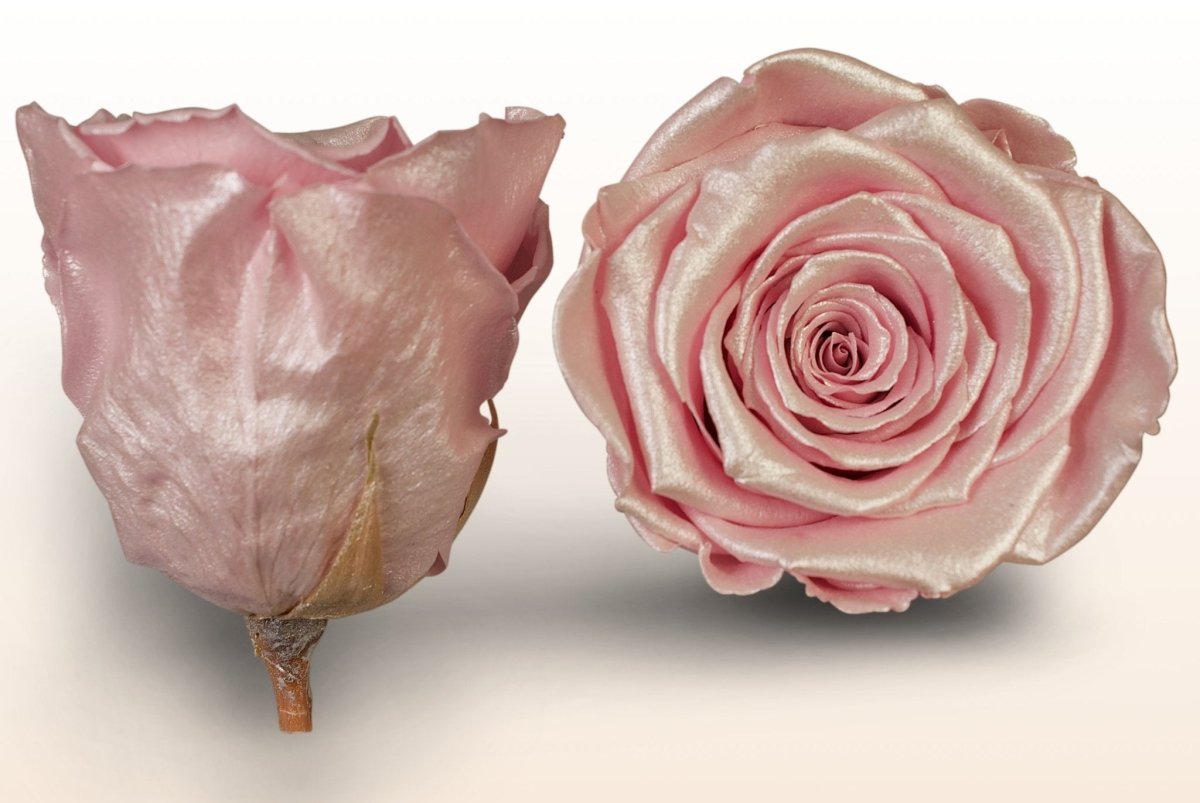 Lys Rosa Roser Konserverede roser - Satin lys rosa – Sweet Colours